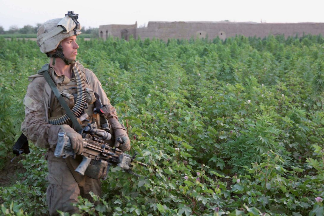 Lance Cpl. Taylor M. Boyd, a squad automatic weapon gunner with Echo Company, 2nd Battalion, 6th Marine Regiment, patrols through a cotton field during a patrol through Marjah, Afghanistan, Aug. 15, 2010. Boyd, 19, is from Ellenboro, N.C.