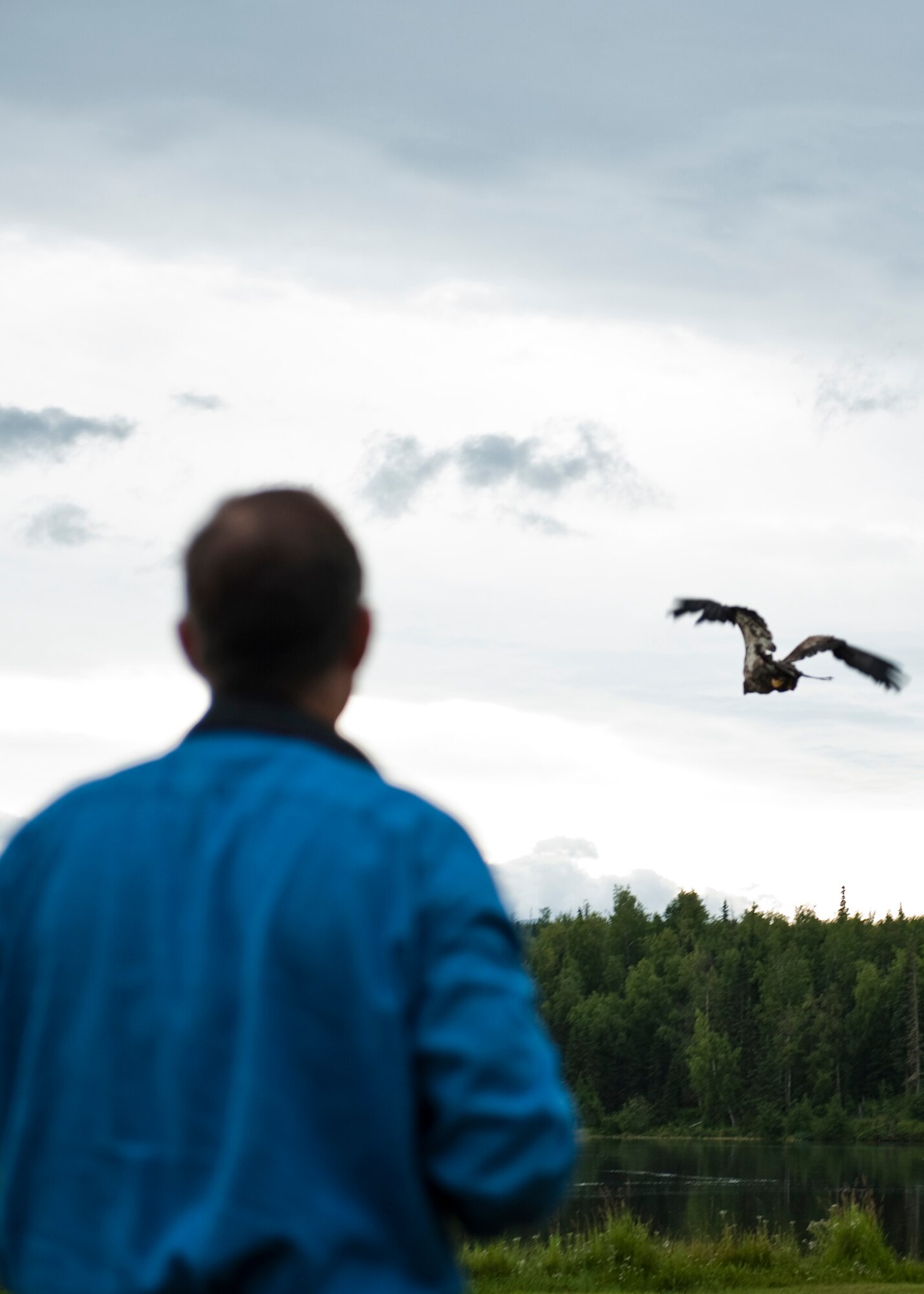 JOINT BASE ELMENDORF-RICHARDSON, Alaska – A person watches as an American Bald Eagle makes her way back into the wild, Aug. 15. (Photo by Airman 1st Class Christopher Gross/JBER PAO)