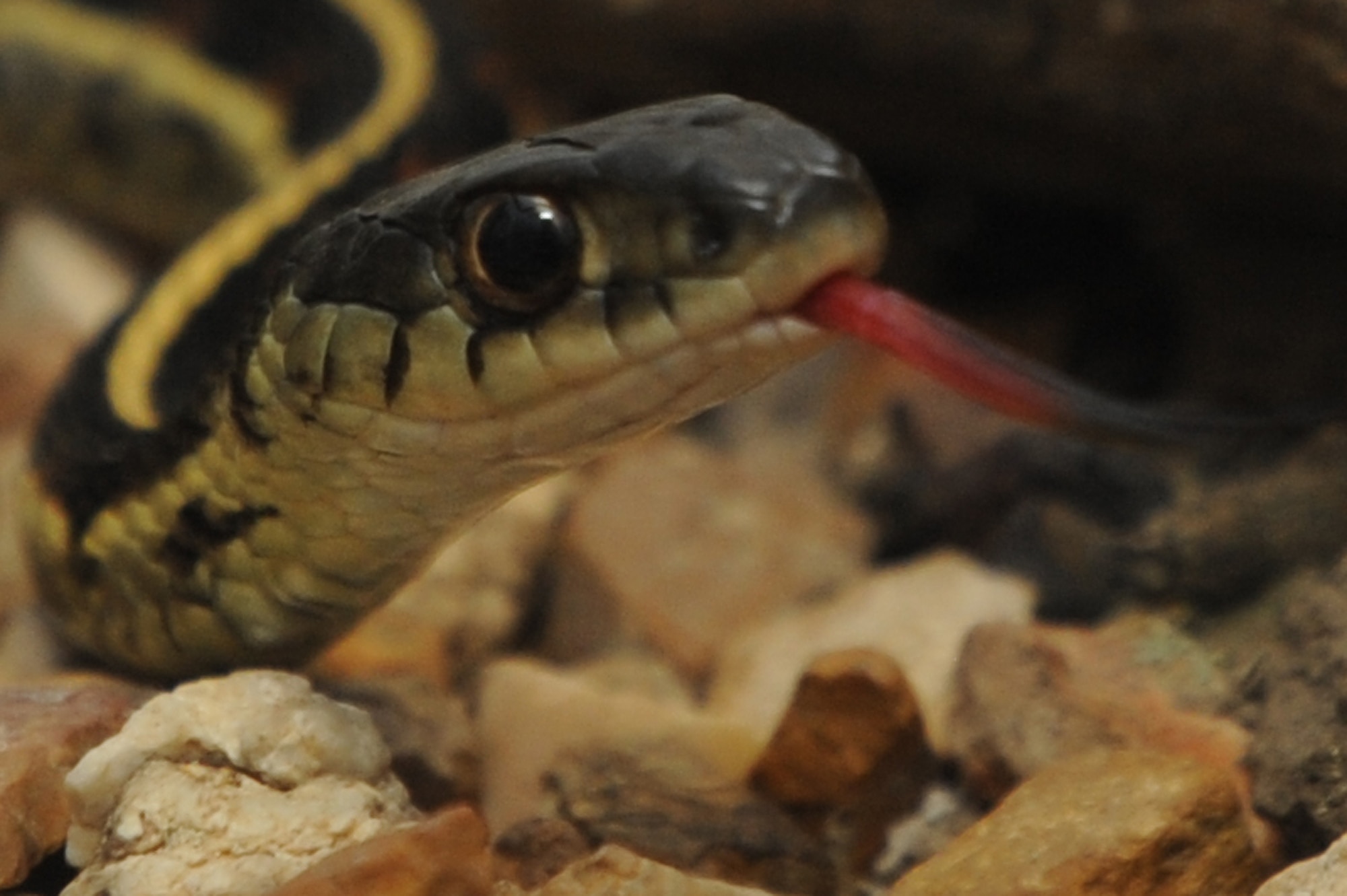 WHITEMAN AIR FORCE BASE, Mo. - A garter snake smells using its tongue in his cage, Aug.17. The garter snake is very common in the state of Missouri and is not poisonous or hostile.   (U.S. Air Force photo by Senior Airman Carlin Leslie) 
