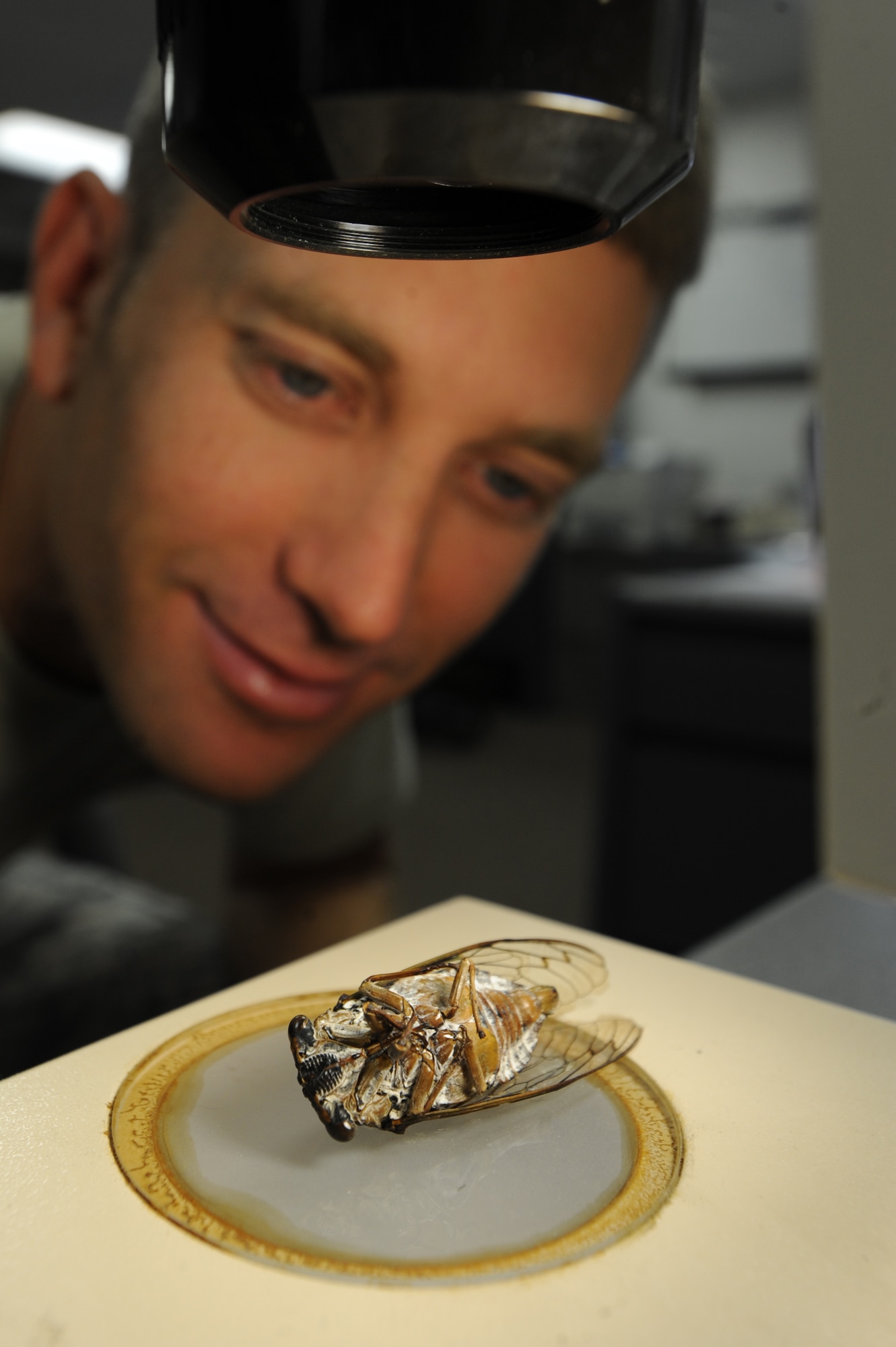 WHITEMAN AIR FORCE BASE, Mo. - Tech. Sgt. Byron J. Kacprzyk, 509th Civil Engineer Squadron Entomology shop, NCO in charge, studies a cicada, Aug. 17. Male cicadas produce a loud "song" due to their timbals, or vibrating membrane in the abdomen. (U.S. Air Force photo by Senior Airman Carlin Leslie)
