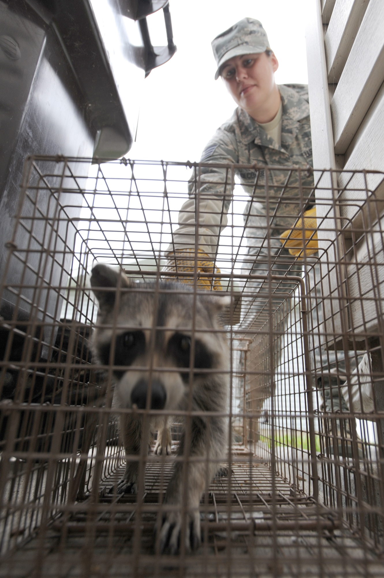 WHITEMAN AIR FORCE BASE, Mo. - Staff Sgt. Linnea M. Holcombe, 509th Civil Engineer Squadron Entomology specialist, retrieves a trapped raccoon from behind trashcans in base housing, Aug. 17. Raccoons often rummage through the local trash for food. (U.S. Air Force photo by Senior Airman Carlin Leslie) 
