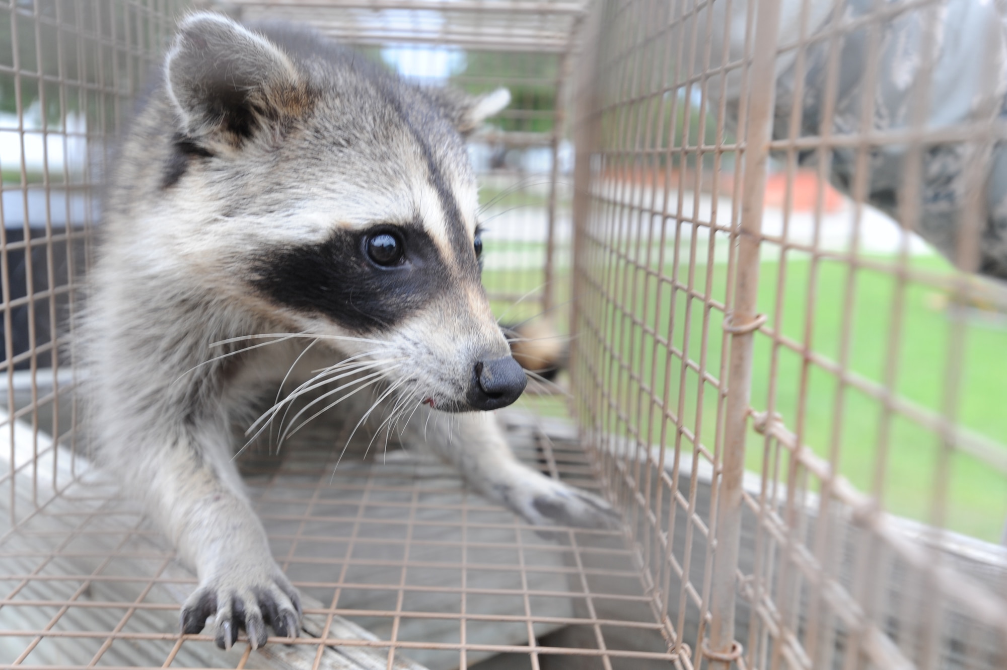 WHITEMAN AIR FORCE BASE, Mo. - A raccoon is caught in base housing by the 509th Civil Engineering Squadron Entomology shop, Aug. 17. Raccoons are legally and safely relocated after capture. (U.S. Air Force photo by Senior Airman Carlin Leslie) 

