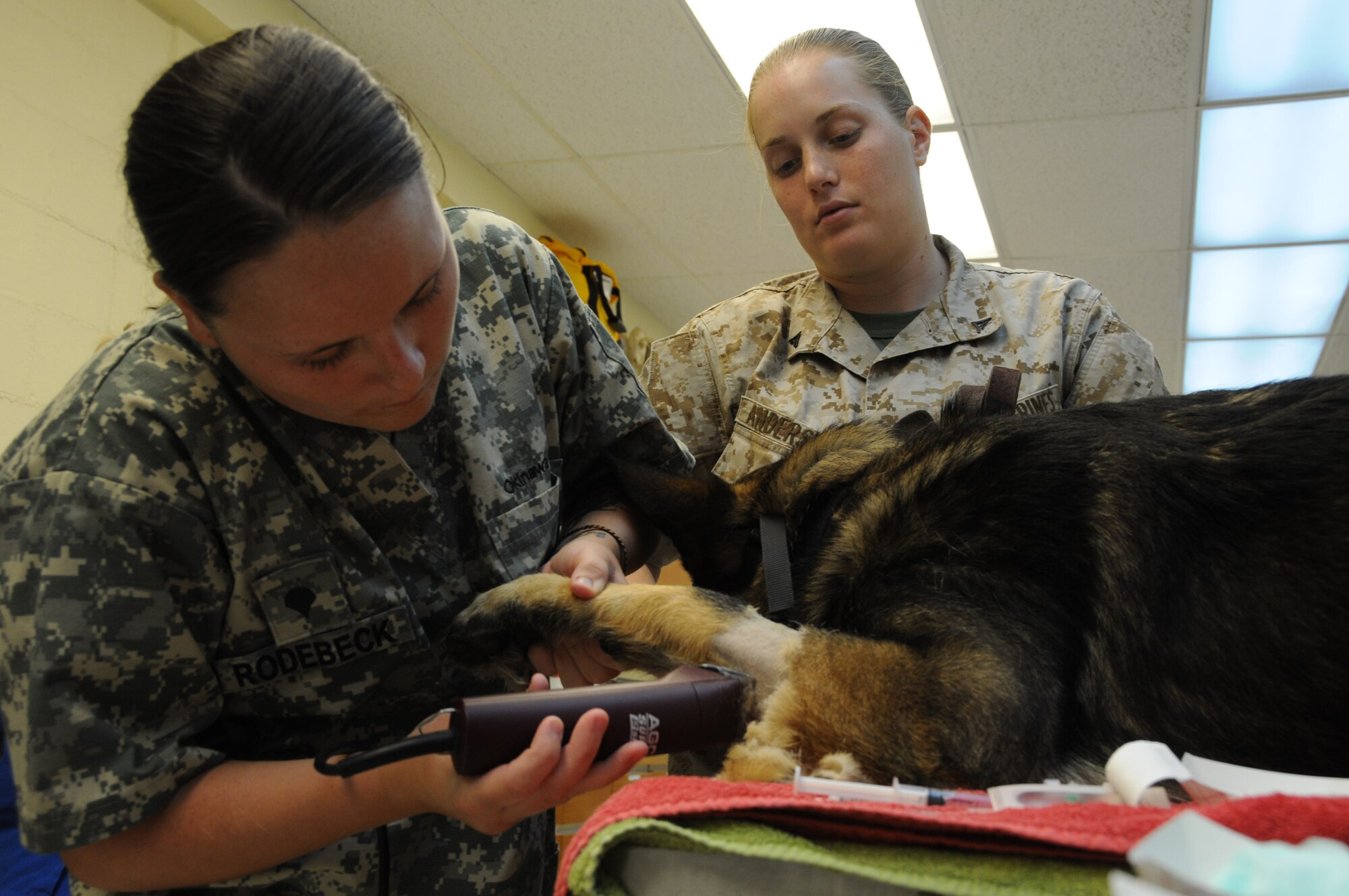 Army Spc. Kelci Rodebeck, animal care specialist, shaves the leg of Nico, a military working dog while his handler, Marine Corps Lance Cpl. Alyssa Andersen, provides comfort at the veterinary clinic, Kadena Air Base, Japan, Aug. 3, 2010. Shaving the leg is vital to sterilize the area before giving pre-anesthetics. (U.S. Air Force photo/Staff Sgt. Darnell T. Cannady)