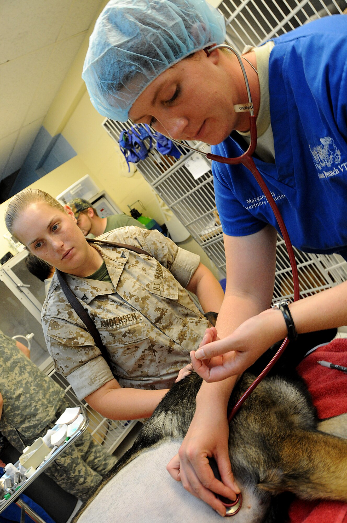Margaret Wells, animal care specialist, checks the pulse of Nico, a military working dog while his hander, Marine Corps Lance Cpl. Alyssa Andersen, watches at the veterinary clinic, Kadena Air Base, Japan, Aug. 3, 2010. The pre-anesthetic given to Nico will put him asleep during the Gastropexy surgery making it vital to monitor Nico's pulse throughout the procedure. (U.S. Air Force photo/Staff Sgt. Darnell T. Cannady)