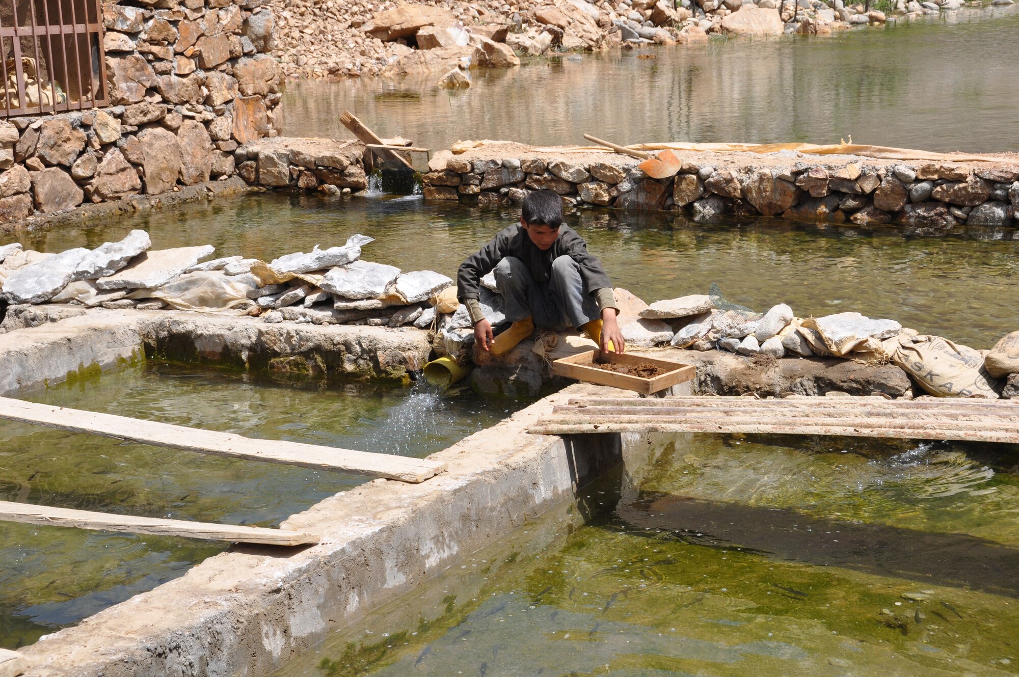A local worker, from the Doabe Khwak village, feeds fish in a Paryan District fish farm. The Kentucky National Guard Agribusiness Development Team with Provincial Reconstruction Team Panjshir is teaming up with a local entrepreneur to educate him on modern techniques and apply for a grant to expand his business. (Photo by U.S. Air Force 1st Lt. Holly Hess, PRT Panjshir Public Affairs)