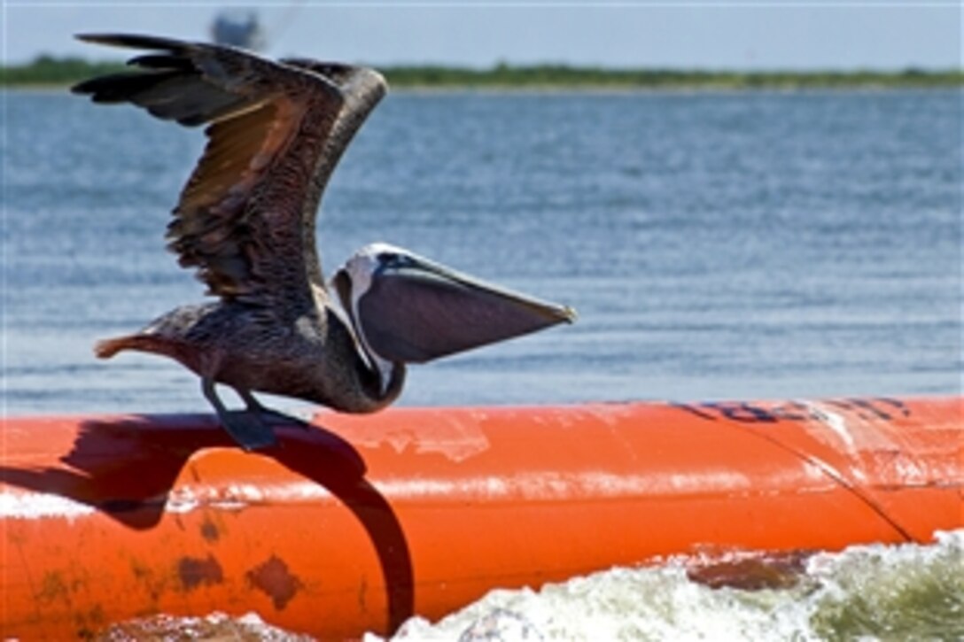 A brown pelican prepares to take flight from a section of steel boom in Barataria Bay, Grand Isle, La., Aug. 21, 2010. The steel boom has been placed to protect the many sensitive pelican nesting grounds in the bay.