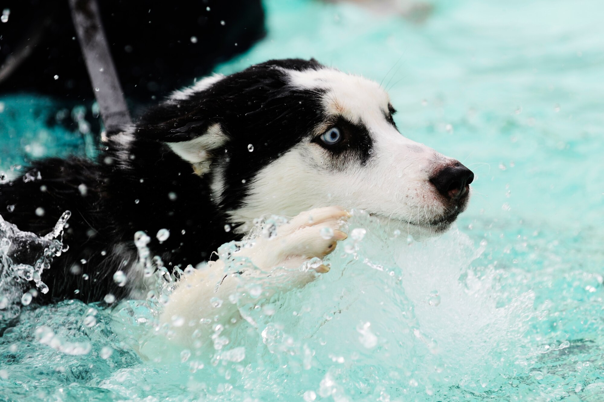 SCOTT AIR FORCE BASE, Ill. -- Nanuq swims in the base pool with his owner, David Green, Aug. 17. Once a year at the end of the pool season, the 375th Force Support Squadron allows owners to bring their dogs to enjoy the safe environment of the base pool, before it closes for the season. (U.S. Air Force photo/Staff Sgt. Ryan Crane)