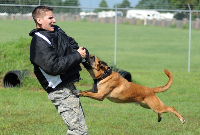 Military working dog Arton latches onto U.S. Air Force Staff Sgt. Craig Martin during a controlled aggression exercise Aug. 20, 2010, on Joint Base Charleston, S.C. The Belgian Malinois breed of dog, like Arton, are known for their speed when pursuing a suspect and can bite with a force in excess of 300 pounds per square inch. Sergeant Martin is a dog handler with the 628th Security Forces Squadron. (U.S. Air Force photo/Senior Airman Timothy Taylor)