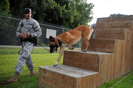 U.S. Air Force Staff Sgt. Munshi and his military working dog Arton run through the obedience obstacle course at the MWD compound Aug. 20, 2010, on Joint Base Charleston, S.C. MWDs are trained to navigate a variety of obstacles they may encounter while on patrol, giving them added flexibility to ensure mission success. Sergeant Munshi is a dog handler with the 628th Security Forces Squadron. (U.S. Air Force photo/Senior Airman Timothy Taylor)