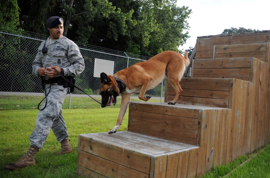 U.S. Air Force Staff Sgt. Munshi and his military working dog Arton run through the obedience obstacle course at the MWD compound Aug. 20, 2010, on Joint Base Charleston, S.C. MWDs are trained to navigate a variety of obstacles they may encounter while on patrol, giving them added flexibility to ensure mission success. Sergeant Munshi is a dog handler with the 628th Security Forces Squadron. (U.S. Air Force photo/Senior Airman Timothy Taylor)