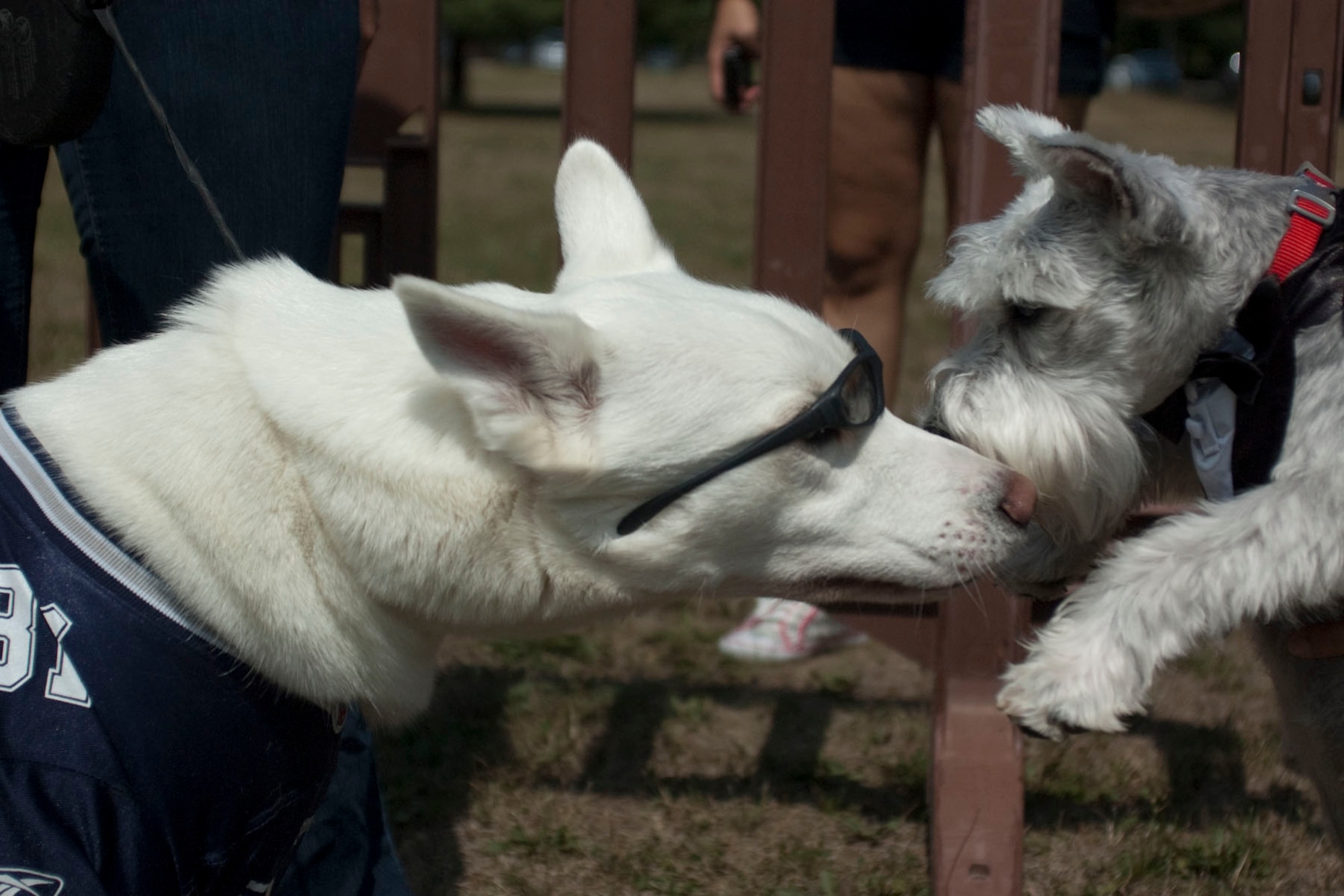 HANSCOM AIR FORCE BASE, Mass. – Two dogs greet each other during the Community Dog Show at Memorial Park on Aug. 21. Owners brought their dogs to compete in contests such as dog and owner look-alike, cutest and best dressed. (U.S. Air Force photo by Lance Beebe)