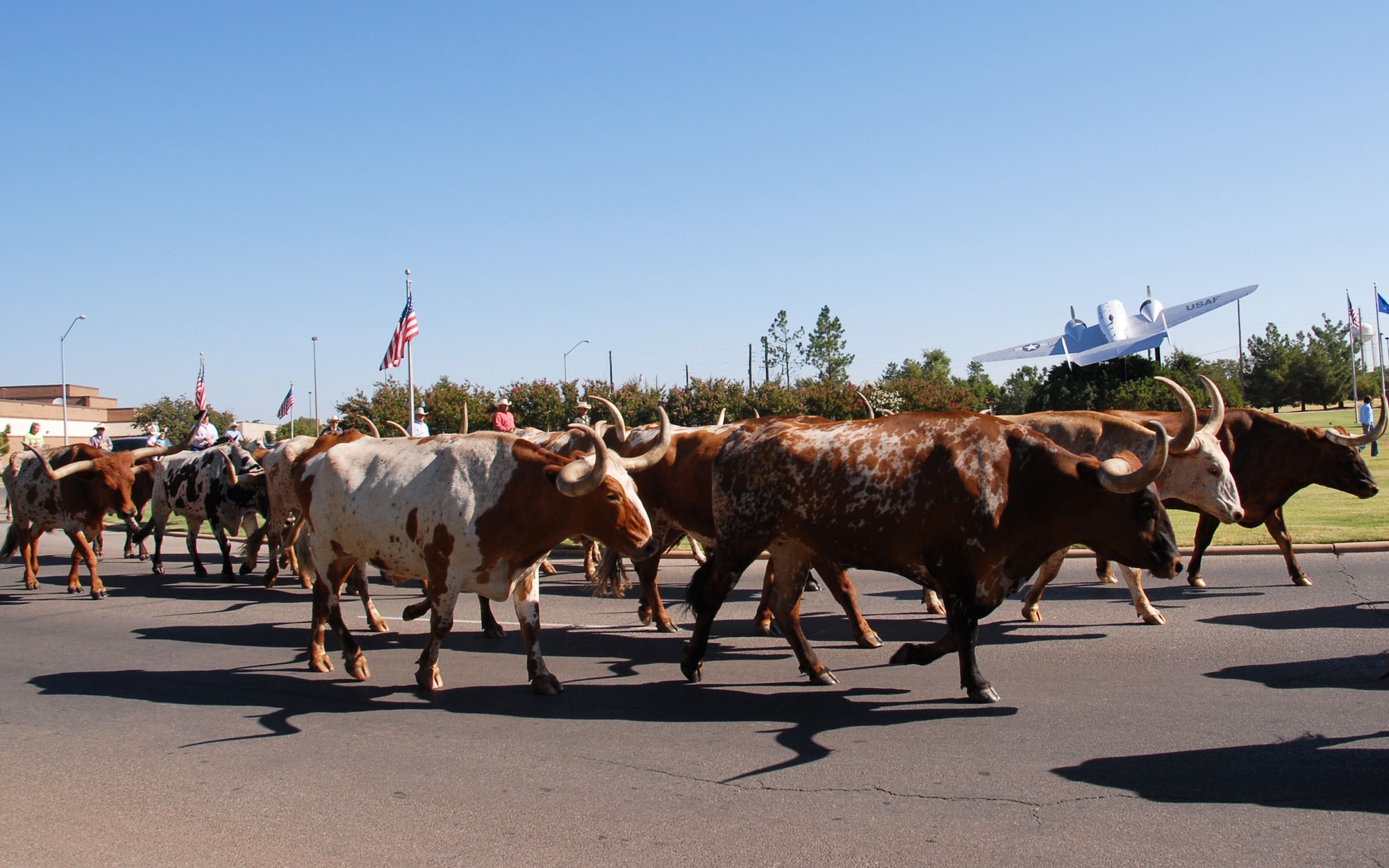 ALTUS AIR FORCE BASE, Okla. –  A herd of longhorn cattle are lead through the streets of Altus Air Force Base by local ranchers and riders during the annual cattle drive August  26. The cattle were driven appoximately 3 and a half miles, going through the main portions of the base and housing. (U.S. Air Force photo by Airman 1st Class Christopher Arnold/Released 97th Air Mobility Wing – Public Affairs)