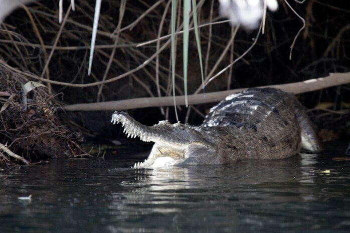 A freshwater alligator, approximately four feet in length, rests near the bank of the river as Marines kayak down the Katherine Gorge here in Australia’s Northern Territory Aug. 29. The national park is home to many freshwater alligators and nesting areas.