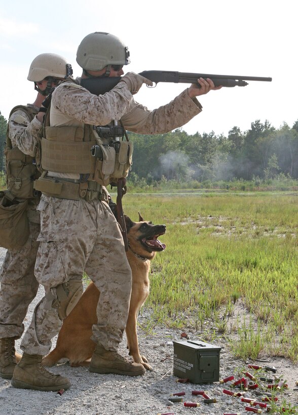 Cpl. Kenneth Doyle, a military working dog handler with Military Working Dog Platoon, Military Police Support Company, II Marine Expeditionary Force Headquarters Group, fires a Mossberg 500 shotgun while “Laika,” a patrol explosive detector dog, stands by his side aboard Marine Corps Base Camp Lejeune, N.C., Aug. 28, 2010. The exercise was designed to help the Marines of MP Support Co. sustain their proficiency with different weapons they’ll be using while deployed, as well as acclimate their military working dogs to the sounds of combat.