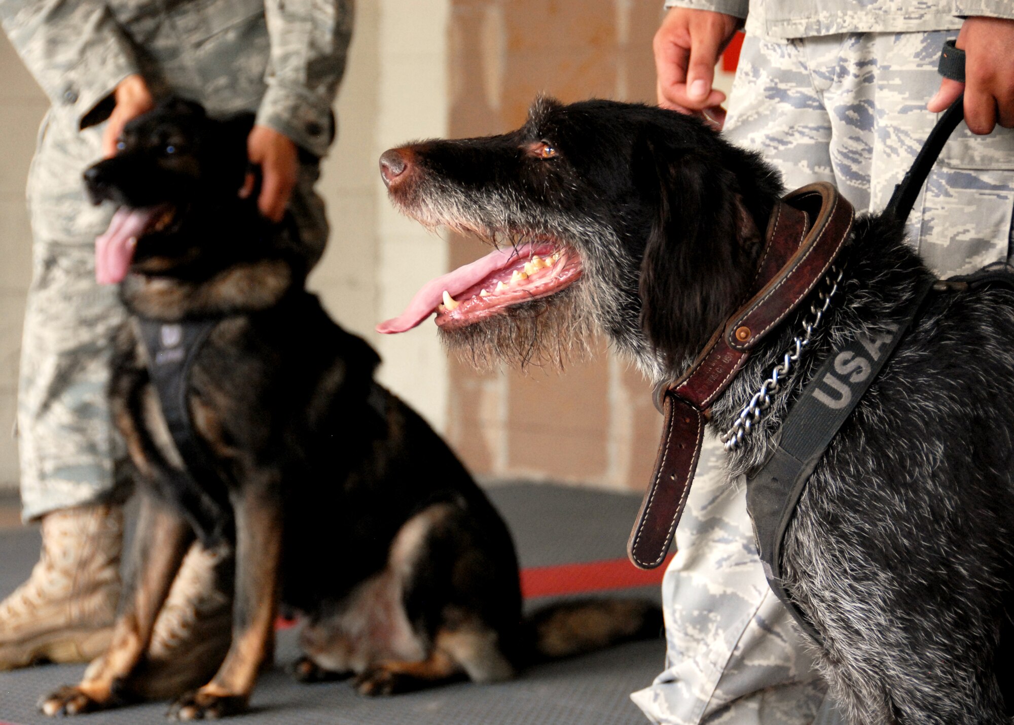 Kanjer and Jimmy, military working dogs with the 96th Security Forces Squadron, stand together in front of their squadron prior to their upcoming deployment.  This will be Kanjer’s first deployment and his handler, Staff Sgt. Jeremy Rice’s fourth deployment and second as an MWD handler.  They will deploy to Afghanistan.  This is the third deployment for Jimmy, but it’s the first for Staff. Sgt. Donald Nachand as an MWD handler.  They deploy to Iraq.  (U.S. Air Force photo/Samuel King Jr.)