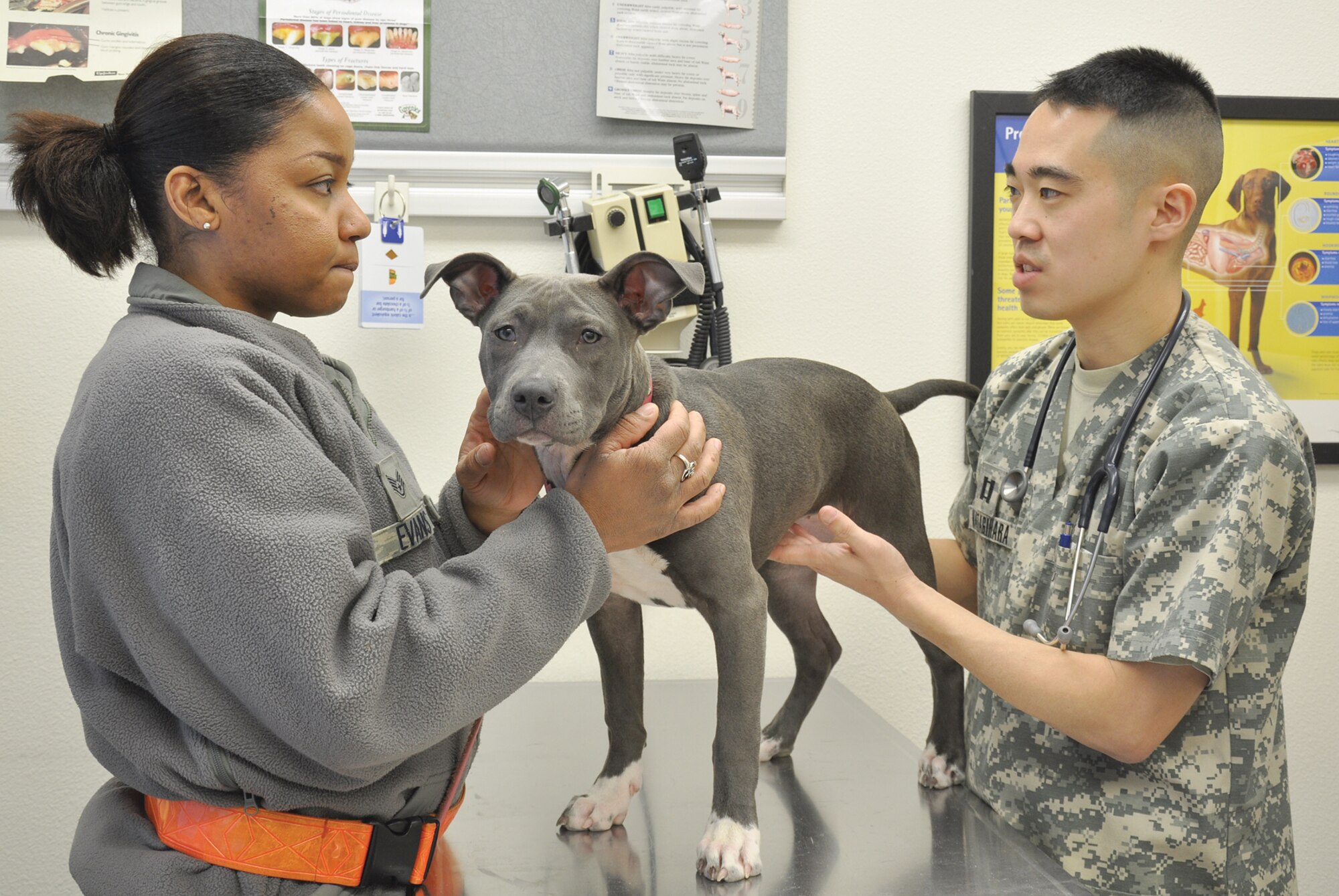 JOINT BASE ELMENDORF-RICHARDSON, Alaska -- Air Force Staff Sgt. Keyia Evans holds her four-month-old American Pitt Bull Terrier, Diamond, while Army Captain Reid Katagihara, Joint Base Elmendorf-Richardson veterinarian, gives the animal an exam at the Veterinary Treatment Facility, Nov. 29. Pets are an important member of the family and they have special safety needs during the holiday season. (Photo by Air Force Capt. Ashley Norris/477th Fighter Group PAO)
