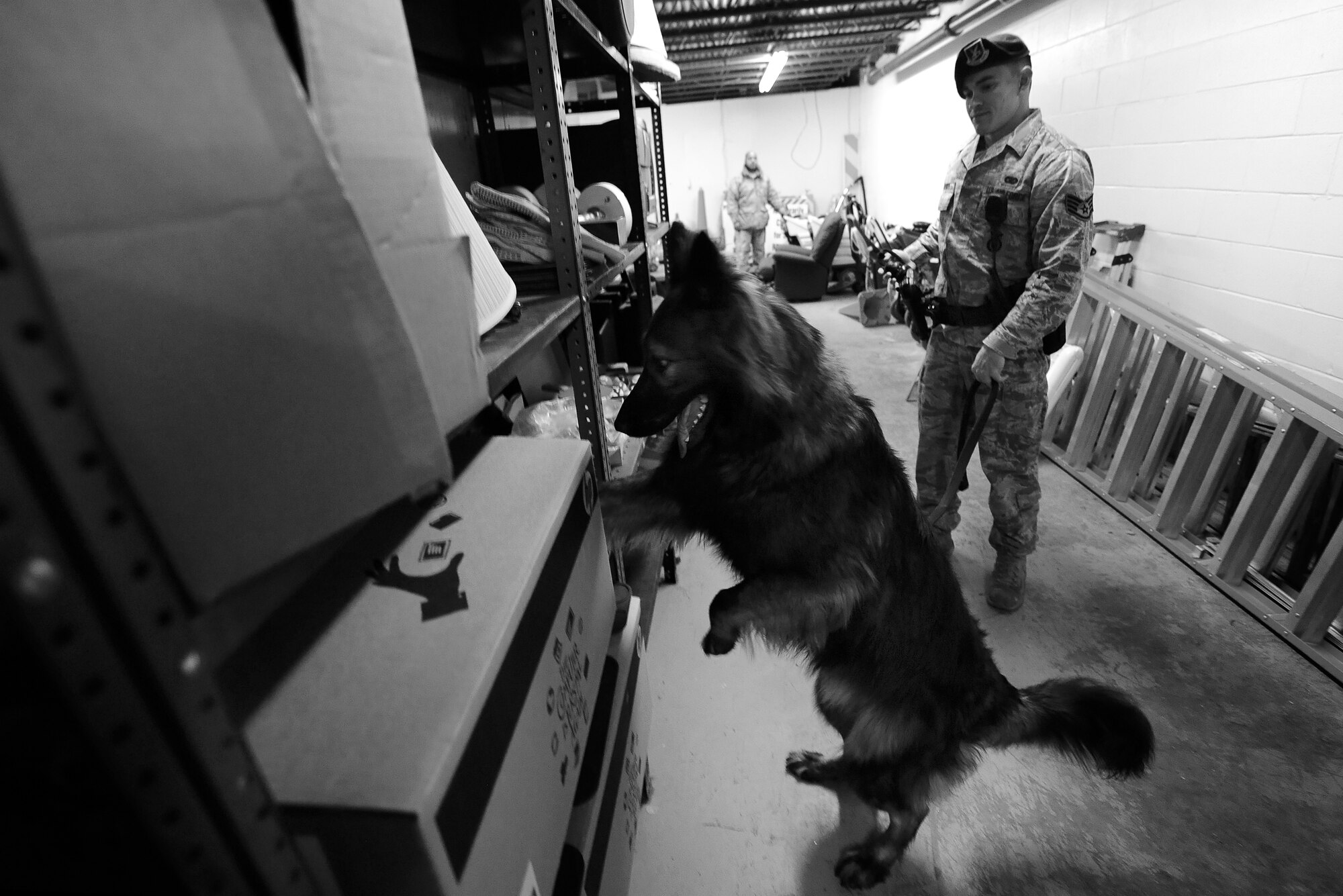 OFFUTT AIR FORCE BASE, Neb.-Dasty, a three year old male Belgian Tervuren, seeks out small bag of chemicals around the dorms, Dec. 1.  The hacky sack sized bags are hidden and have the scent of chemicals commonly used as accelerants in explosive devices.  Military Working Dogs are trained as either patrol/explosive dog or patrol/narcotics.  Offutt K-9 section also is currently supporting the global war on terrorism having two teams currently deployed down range to high risk locations.  U.S. Air Force Photo by Josh Plueger ?Released?