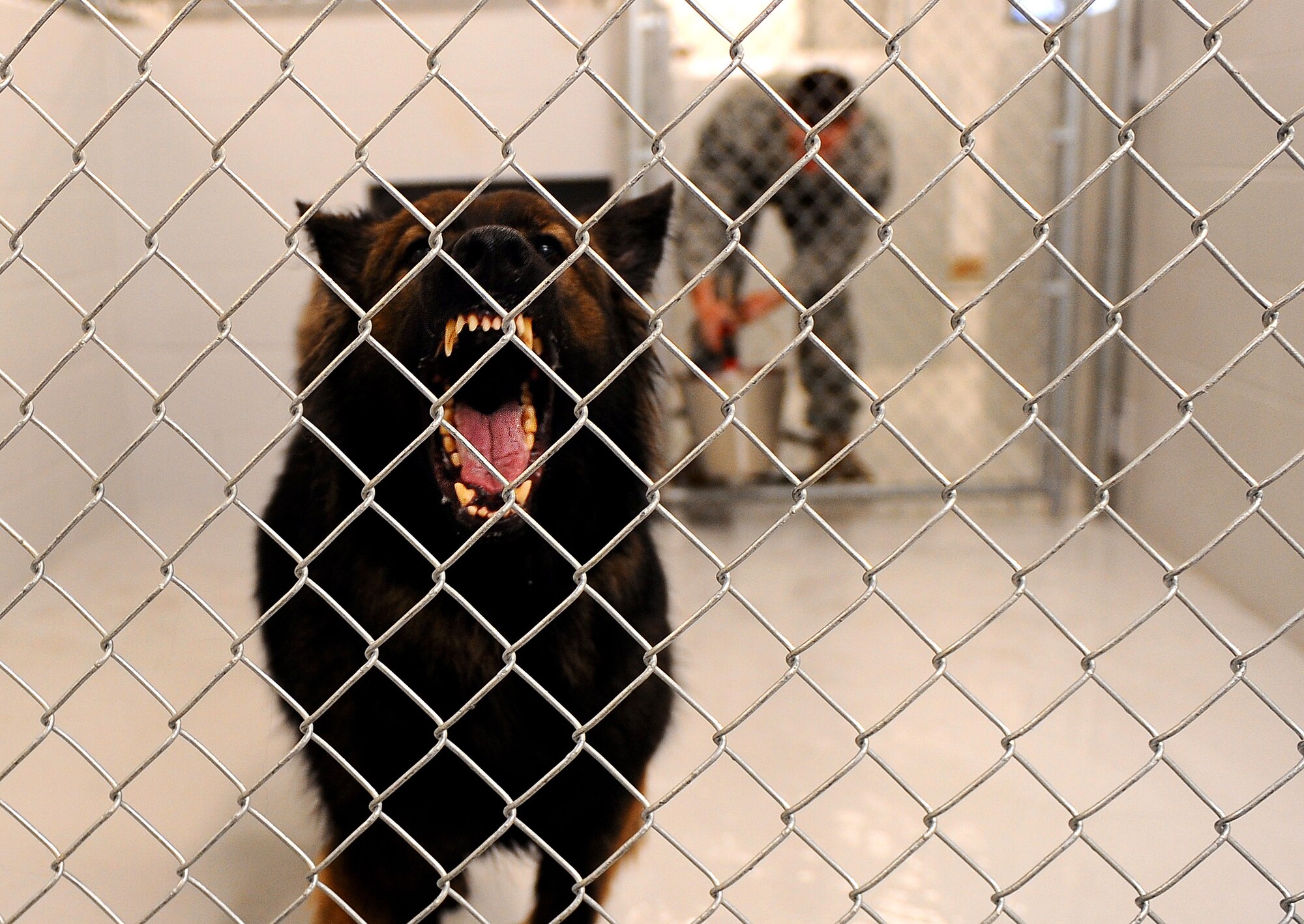 OFFUTT AIR FORCE BASE, Neb. - Dasty, a Belgian Tervuren, barks inside his kennel as his handler Staff Sgt. Joel Therrien replaces his water inside the newly remodeled Offutt kennel Dec. 1.  The dogs may sometimes appear like just a household pet at times. However, these extensively trained dogs are ready to perform a wide array of functions at a moments notice.   U.S. Air Force Photo by Josh Plueger (Released)