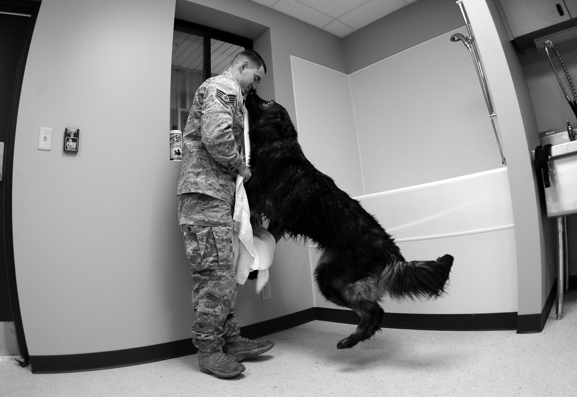 OFFUTT AIR FORCE BASE, Neb. - Dasty, a three-year-old Belgian Tervuren, jumps to greet his partner, Staff Sgt. Joel Therrien, a military working dog handler with the 55th Security Forces Squadron, after receiving his monthly bath.  Regular cleanings of the dogs and their kennels keep the dogs healthy and mission ready.   U.S. Air Force Photo by Josh Plueger (Released)