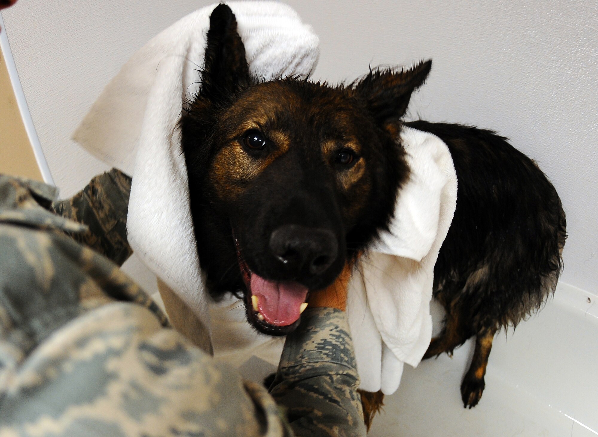 OFFUTT AIR FORCE BASE, Neb. - Dasty, a three-year-old male Belgian Tervuren, gets dried off after his monthly bath by his partner Staff Sgt. Joel Therrien, a military working dog handler with the 55th Security Forces Squadron Dec. 1.  Cleanliness is essential to keeping the dogs healthy and mission ready.  U.S. Air Force Photo by Josh Plueger (Released)