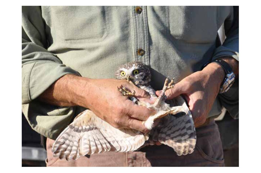 A burrowing owl bites Dr. Jeffrey Lincer’s hand Nov. 17 as he holds it while a Wildlife Research Institute volunteer photographs the owl for tracking purposes. Lincer helped
the 452nd Environmental Flight build six burrow clusters in a remote area on the base. (U.S. Air Force photo by Megan Just)

