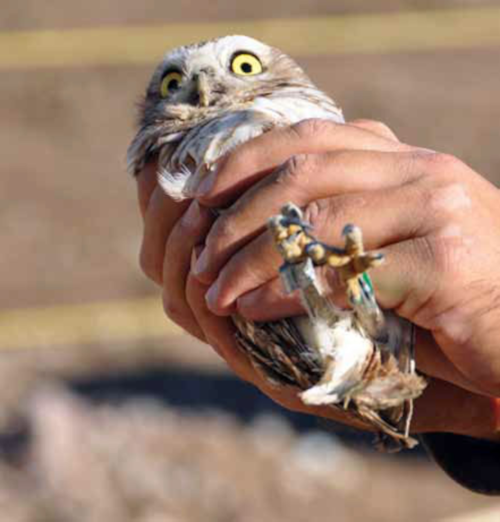 Daniel Palmer, a volunteer with Wildlife Research Institute holds a burrowing owl after Dr. Jeffrey Lincer banded its leg for tracking and research purposes. The owl was moments from being transferred to its new, man-made burrow at the relocation site. (U.S. Air Force photo by Megan Just)

