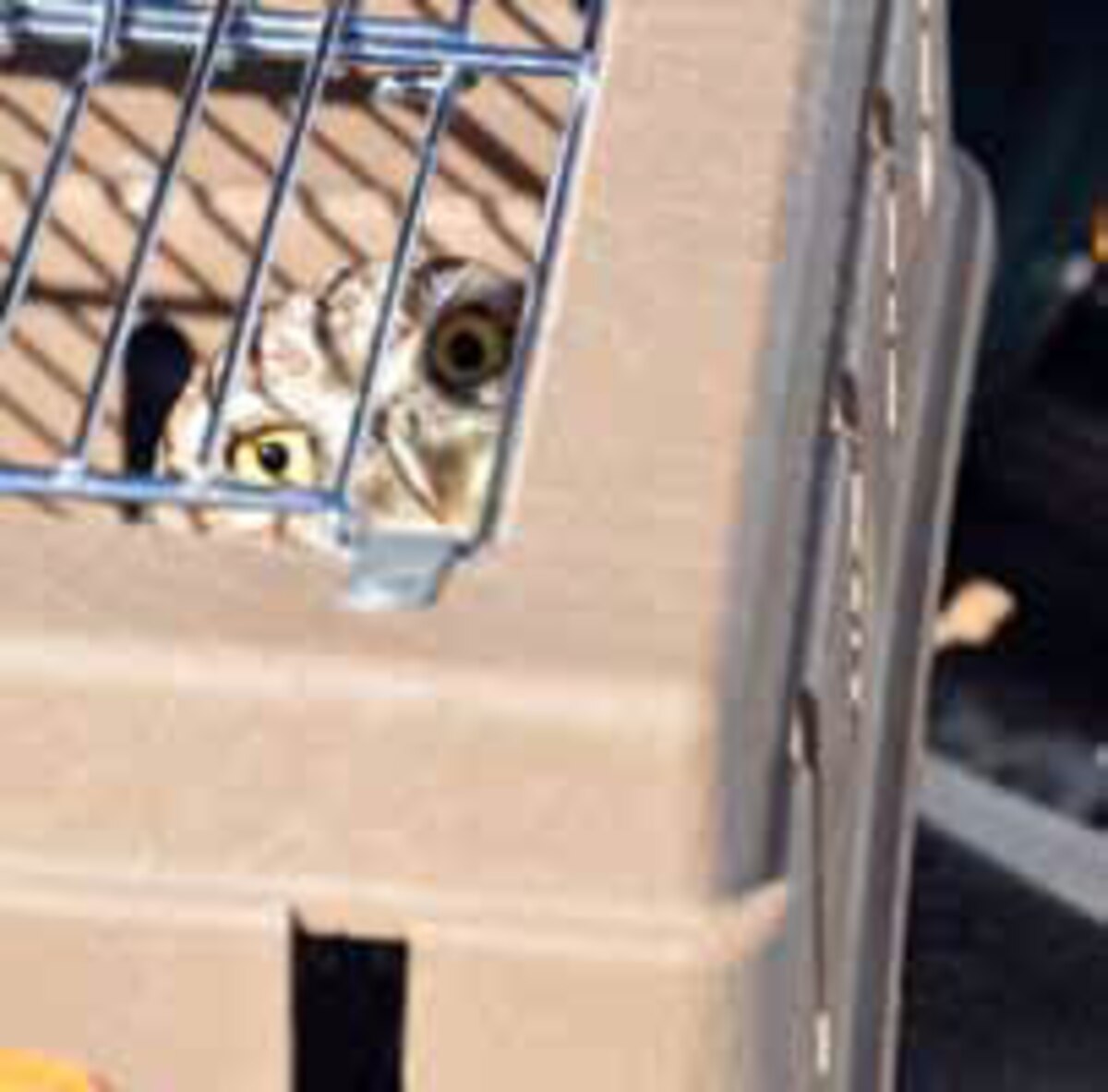 Nylabone store cat carrier