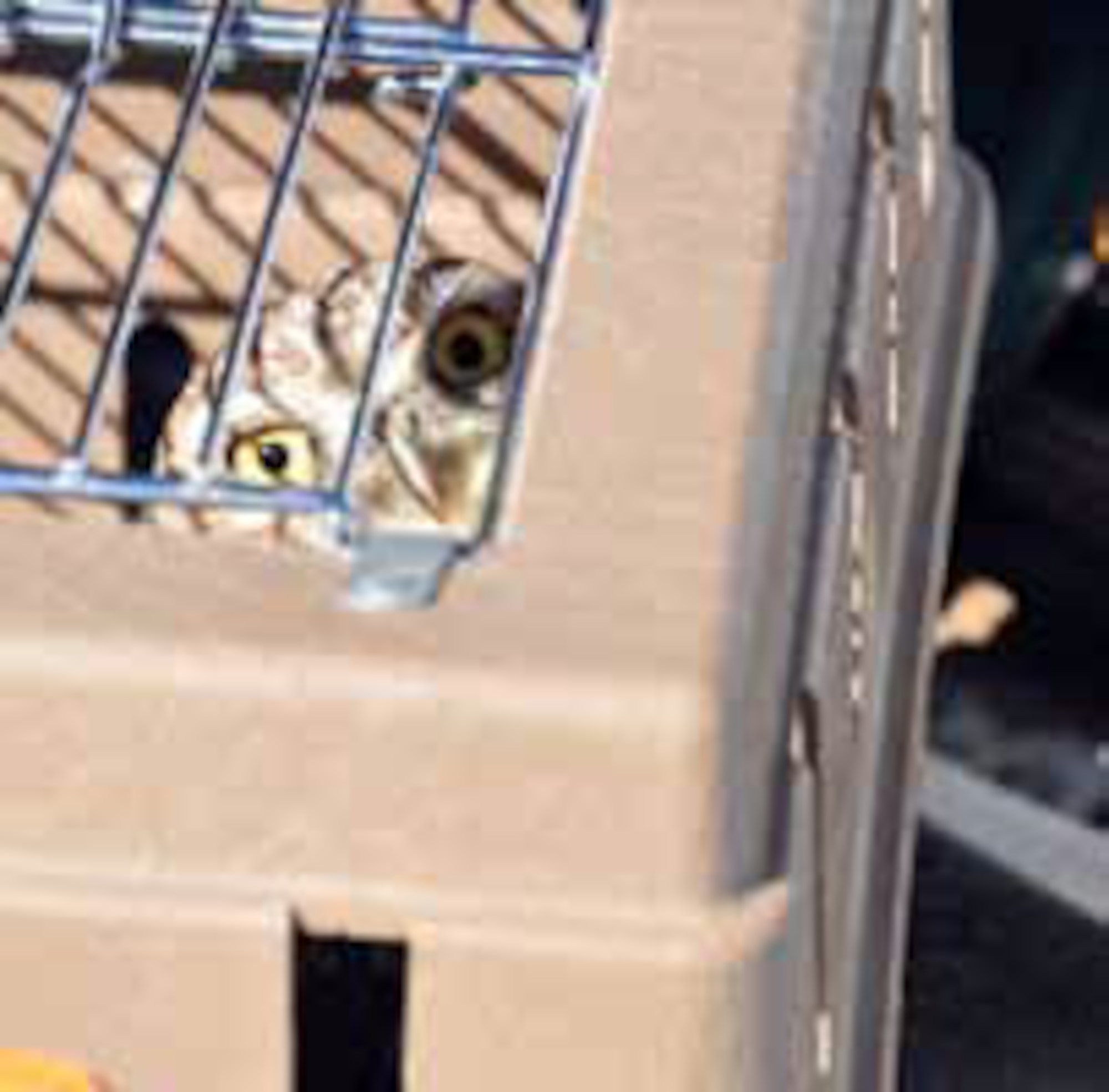 The transfer cage.  (U.S. Air Force photo by Megan Just)
