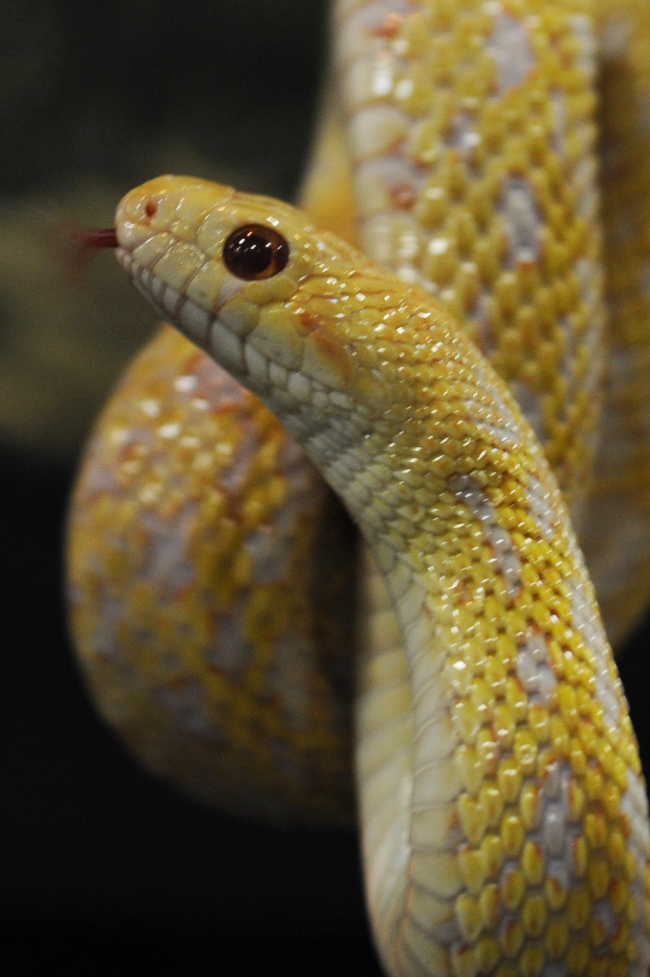 WHITEMAN AIR FORCE BASE, Mo. - A close up of the albino gopher snake featured in the snake lady and spider-man presentation here, Dec. 4. The presentation showcased reptiles and educated children and parents about a variety of snake and spiders, their location and living conditions. (U.S. Air Force photo by Senior Airman Carlin Leslie)