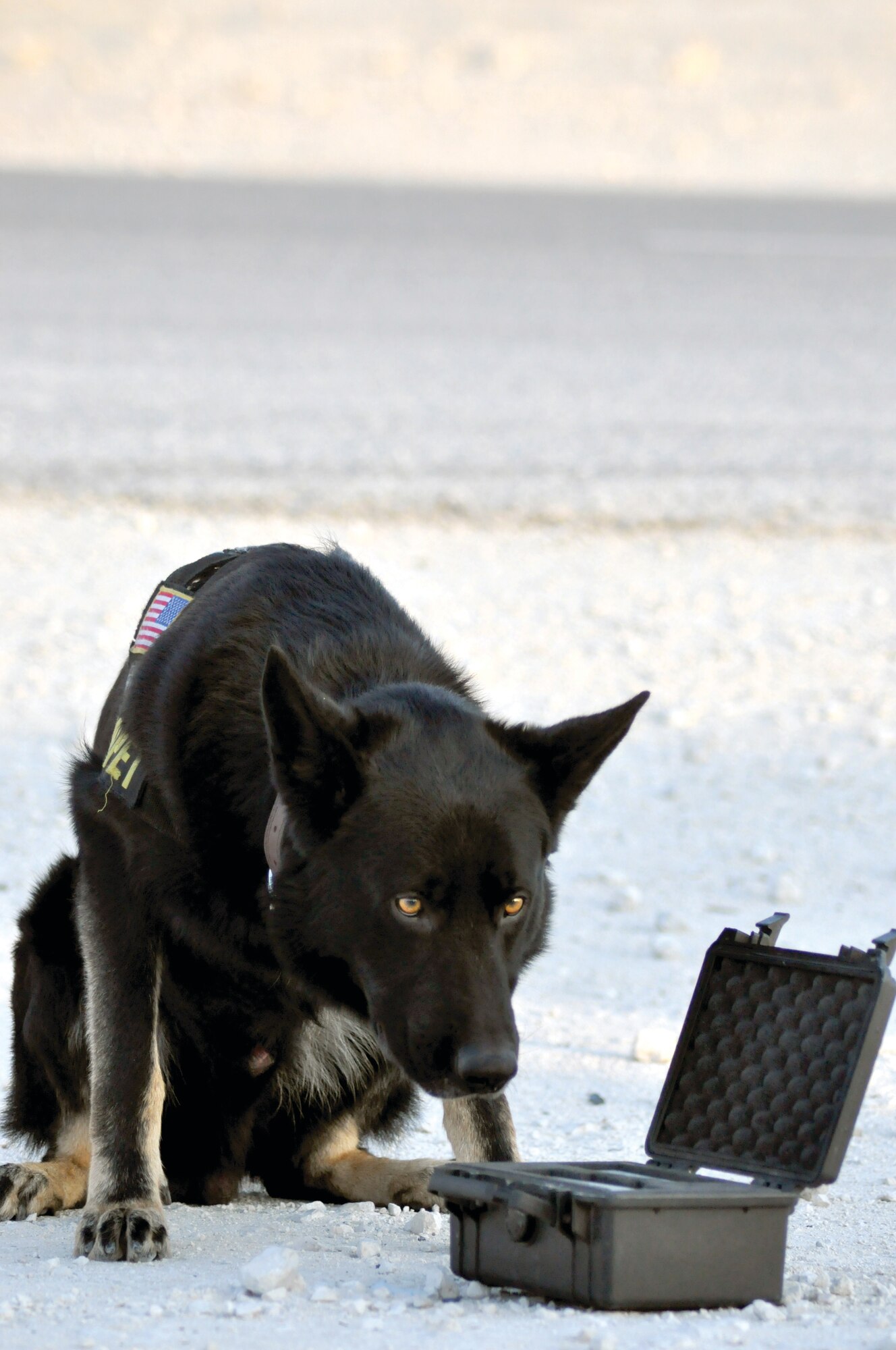 Cezar sits in the position of notification to alert his handler that he smells a substance used in explosive devices. Unlike drug sniffing dogs, military working dogs are taught to sit in place when they positively identify a substance. U.S. Air Force photo/Staff Sgt. Nika Glover
