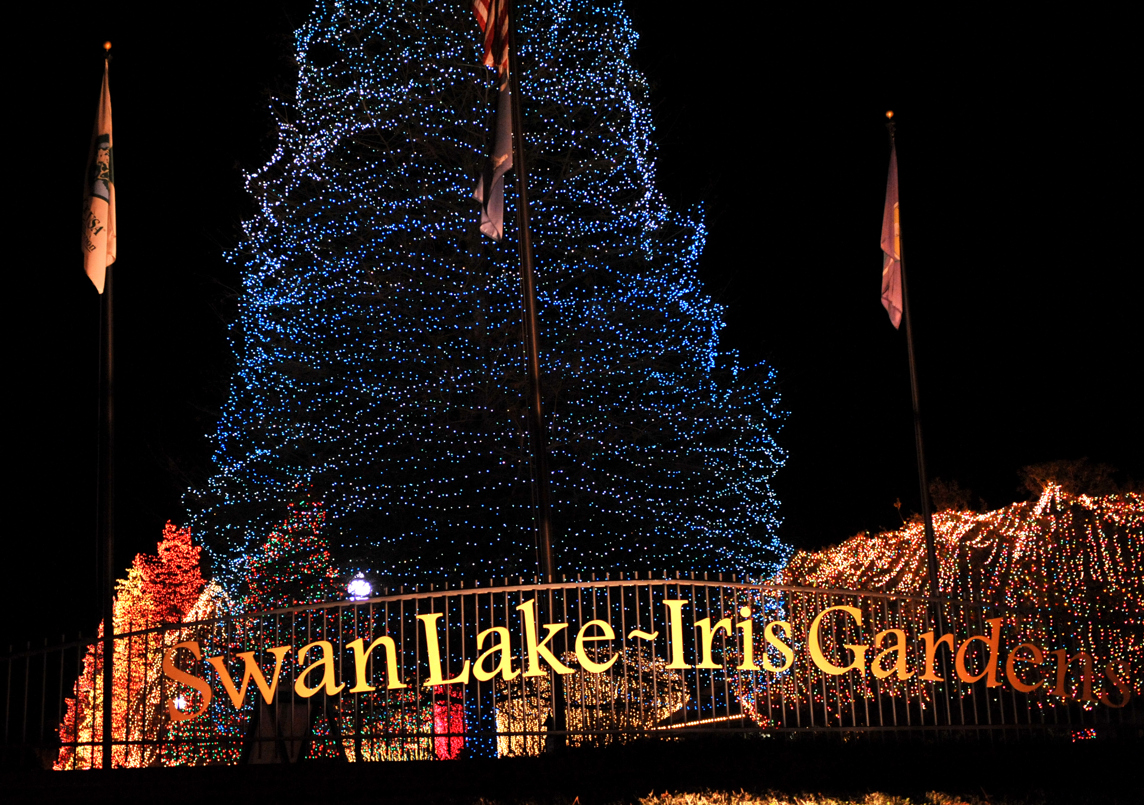 Swan Lake Christmas 2021 Sumter Sc Swan Lake Iris Gardens Fantasy Of Lights