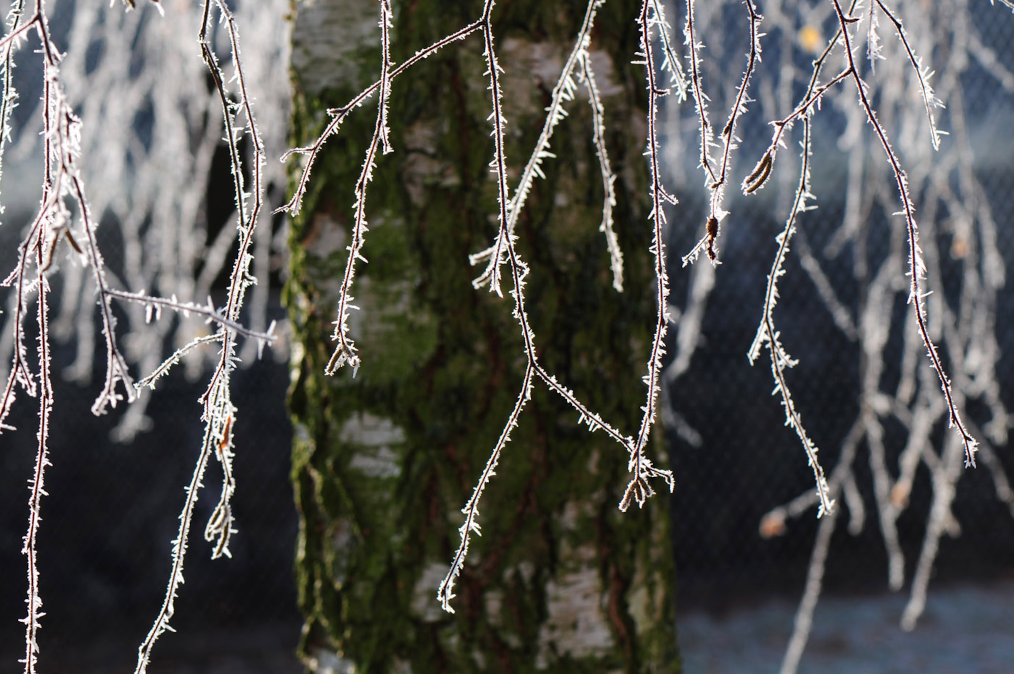 RAF MILDENHALL, England -- Trees took on a winter-white coat after the sharp frost here Dec. 7, 2010. While the ice is thawing, temperatures are still regularly below freezing, so when going outside be sure to dress warmly and wear jackets, hats and gloves. Care should also be taken when walking as there are often patches of black ice, which can be hard to see. (U.S. Air Force photo/Karen Abeyasekere)