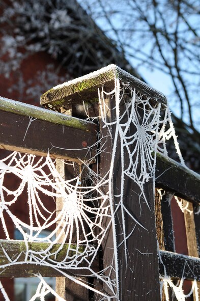RAF MILDENHALL, England -- Frozen spider webs helped transform RAF Mildenhall into a winter wonderland Dec. 7, 2010. However, though it brings picture-postcard scenery, it also brings hazards in the form of cold and ice. When driving in wintery conditions, make sure windshields are deiced before moving vehicles, headlights are on in foggy or inclement weather, and maintain a safe distance between vehicles i, in case other drivers stop suddenly. (U.S. Air Force photo/Karen Abeyasekere)