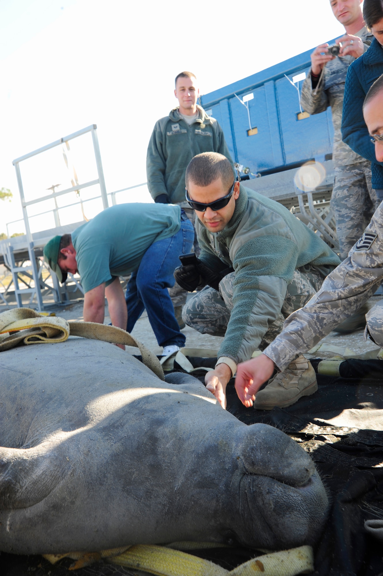 Members of the 6th Logistics Readiness Squadron at MacDill Air Force Base, Fla., assist in the transport of an 840-pound male manatee Dec. 9, 2010. Accompanied by six biologists and two veterinarians, the sea cow is heading to San Juan, Puerto Rico, after suffering minor injuries in a boat strike. Officials from Air Mobility Command and the Puerto Ric0 Air National Guard’s 156th Airlift Wing are working together to airlift the mammal to San Juan. (U.S. Air Force photo/Staff Sgt. Angela Ruiz)