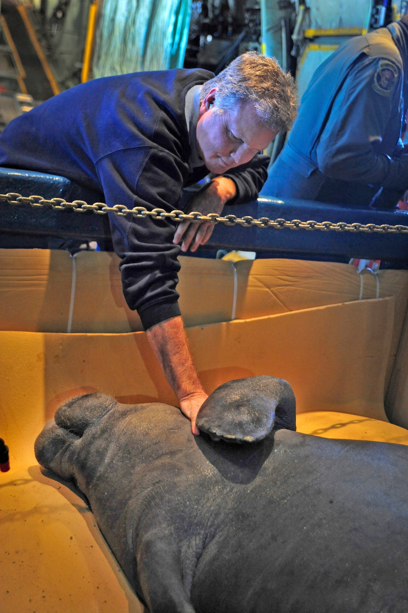 Veterinarian Dr. David Murphy comforts a wounded manatee after a four and a half hour flight from MacDill Air Force Base, Fla., to San Juan, Puerto Rico, aboard a C-130 Hercules from the Puerto Rico Air National Guard’s 156th Airlift Wing.  The manatee was being transported to its new home in the Puerto Rico Zoo. (U.S. Air Force photo/Staff Sgt. Angela Ruiz)