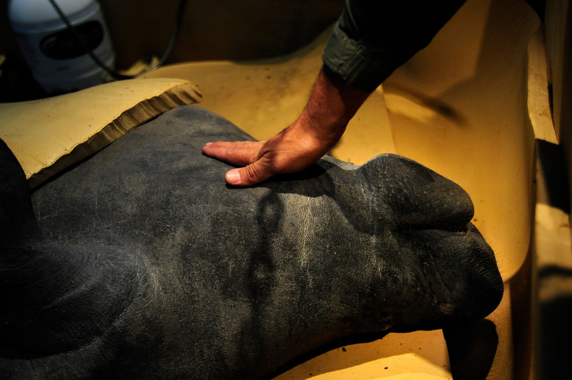 Staff Sgt. Joan Rosario-Torres, Puerto Rico Air National Guard C-130 loadmaster, pets Guacara a wounded manatee that is being transported from MacDill Air Force Base, Fla., by the Puerto Rico Air National Guard on a C-130 to San Juan, Puerto Rico, Dec 9, 2010. Guacara suffered minor injuries in a boat strike and will be transported to the Puerto Rico Zoo where he will placed in his new home. (U.S. Air Force photo by: Staff Sgt. Angela Ruiz)