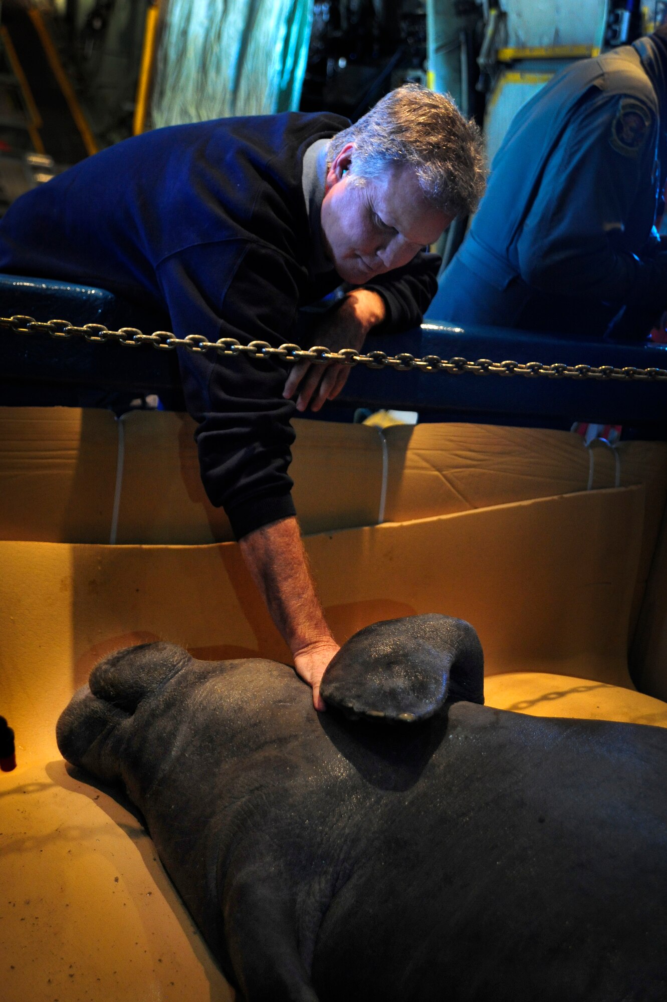 Dr. David Murphy, A Veterinarian, comforts by petting Guacara a wounded manatee that is being transferred by the Puerto Rico Air National Guard C-130 from MacDill Air Force Base to San Juan Puerto Rico Dec 9, 2010. Guacara Suffered minor injuries in a boat strike and was transported to the Puerto Rico Zoo where he will placed in his new home.  (U.S. Air Force photo by: Staff Sgt. Angela Ruiz)