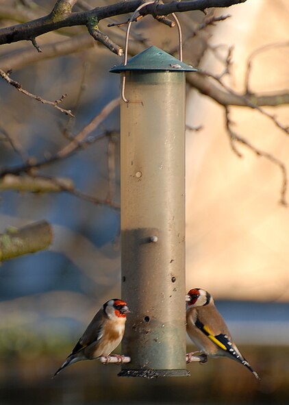 Gold finches feed on nyjer seed. (U.S. Air Force photo/Judith Wakelam