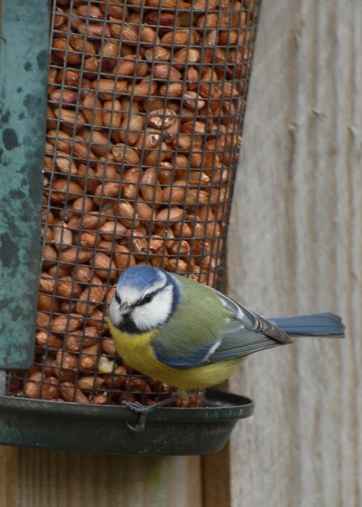 a Bluetit sits on a feeder filled with peanuts. (U.S. Air Force photo/Judith Wakelam
