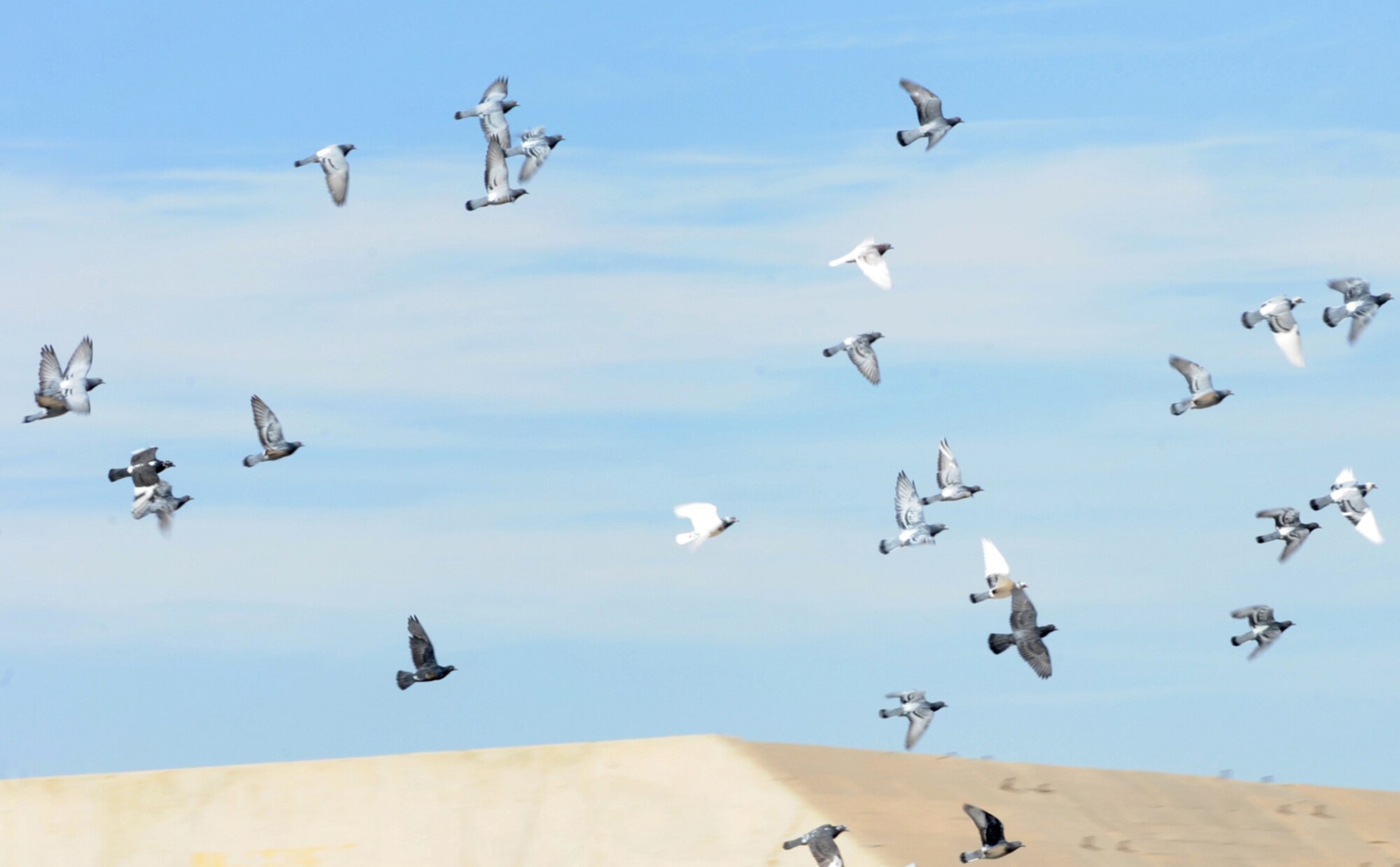 SOUTHWEST ASIA - A flock of pigeons alight from a rooftop near the flight line of an undisclosed air base Dec. 10, 2010. Airmen from the 386th Expeditionary Civil Engineer Squadron Pest Management Section assist with the Bird/Wildlife Aircraft Strike Hazard, or BASH, program, which helps reduce the number of birds living near the flight line. Bird strikes pose a significant hazard to the flying mission. (U.S. Air Force photo by Senior Airman Laura Turner)