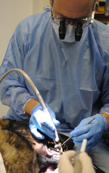 Maj. Jared Cardon, 2nd Dental Squadron endodontist, performs a root canal on Dino, 2nd Security Forces Squadron military working dog, at Barksdale Air Force Base, La., Dec. 17. The surgery, which can take two hours or more, is the second root canal procedure on a MWD in the past two years. (U.S. Air Force photo/Senior Airman Alexandra M. Boutte) (RELEASED)
