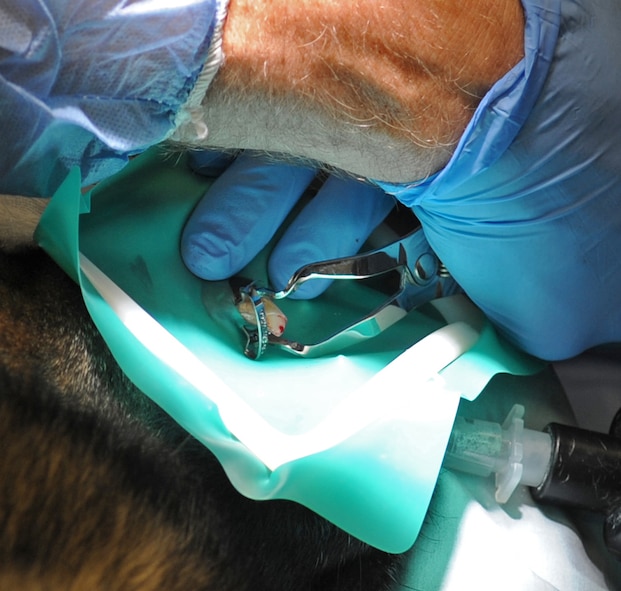 Maj. Jared Cardon, 2nd Dental Squadron endodontist, places a rubber dam around Dino's tooth during his root canal surgery at Barksdale Air Force Base La., Dec. 17. The rubber dam isolates the tooth during the procedure to better protect the dog. Dino is a military working dog in the 2nd Security Forces Squadron. (U.S. Air Force photo/Senior Airman Alexandra M. Boutte) (RELEASED)