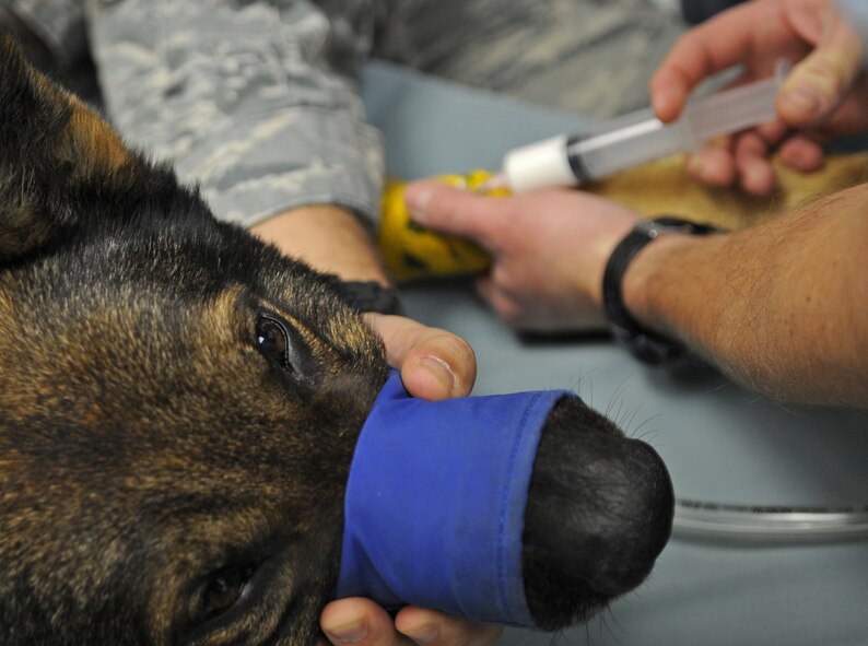 Dr. Darrin Olson, Barksdale Veterinary Clinic veterinarian, prepares Dino, 2nd Security Forces Squadron military working dog, for his root canal surgery at Barksdale Air Force Base, La., Dec. 17. The dental clinic performs the surgery as members from the vet clinic stay with the animal during the procedure to monitor their vitals. (U.S. Air Force photo/Senior Airman Alexandra M. Boutte) (RELEASED)
