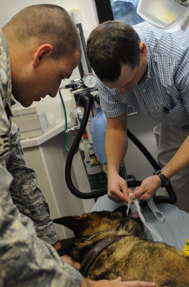 Dr. Darrin Olson, Barksdale Veterinary clinic veterinarian, ties 2nd Security Forces Squadron military working dog, Dino's, mouth to ensure he doesn't bite when he is under anesthesia during  his root canal surgery as Dino's handler, Staff Sgt. Clayton Tibbets, 2 SFS, comforts him at Barksdale Air Force Base, La., Dec. 17. Members from the vet clinic stay during the procedure to monitor the animal's vitals. (U.S. Air Force photo/Senior Airman Alexandra M. Boutte) (RELEASED)