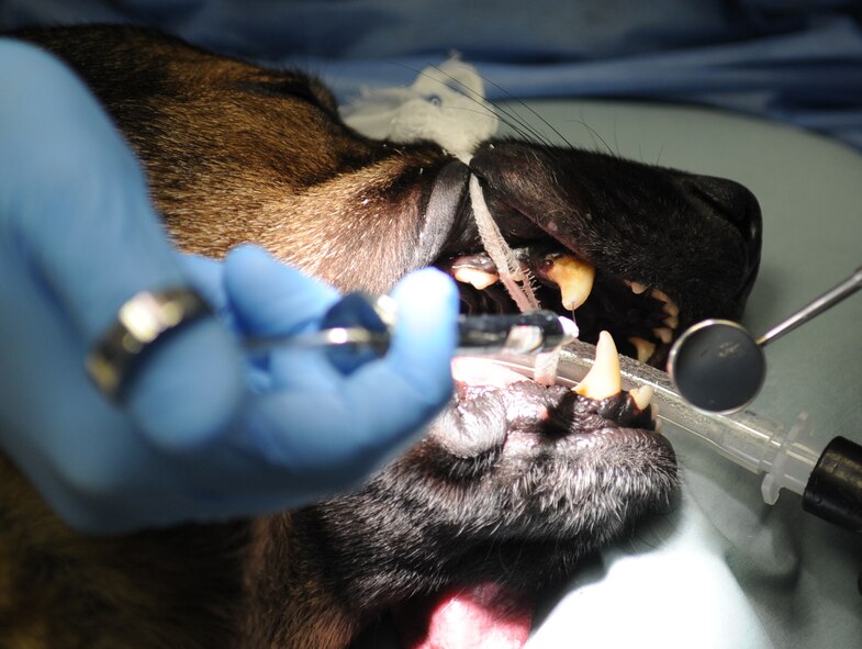 Maj. Jared Cardon, 2nd Dental Squadron endodontist, uses endodontic tools to extract the nerve and blood vessels from Dino's, 2nd Security Forces Squadron military working dog, tooth during a root canal procedure on Barksdale Air Force Base, La., Dec. 17. The endodontic tools are tooth files to drill and clean the teeth from nerves and blood vessels. Dogs have the same mouth anatomy as a human. (U.S. Air Force photo/Senior Airman Alexandra M. Boutte) (RELEASED)
