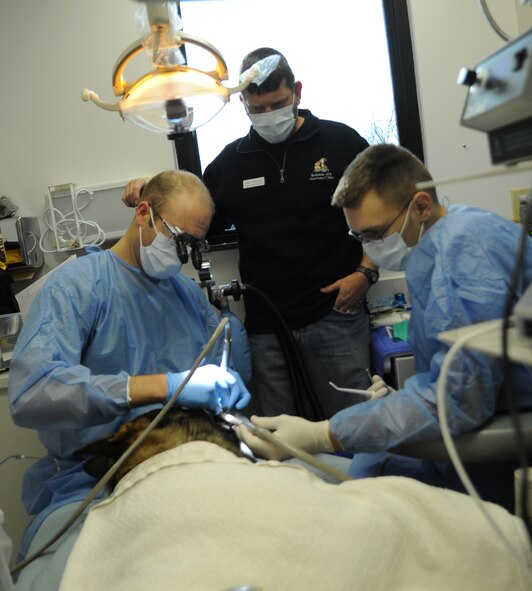 Maj. Jared Cardon (left), 2nd Dental Squadron endodontist, with the assistance of Airman 1st Class Adam Hines (right), 2 DS, prepares Dino, 2nd Security Forces Squadron military working dog, for his root canal procedure as Mike Bridges, an animal health technician, stands by monitoring Dino's vitals at the dental clinic on Barksdale Air Force Base, La., Dec. 17. This is the second root canal surgery on a MWD in the past two years. (U.S. Air Force photo/Senior Airman Alexandra M. Boutte) (RELEASED)