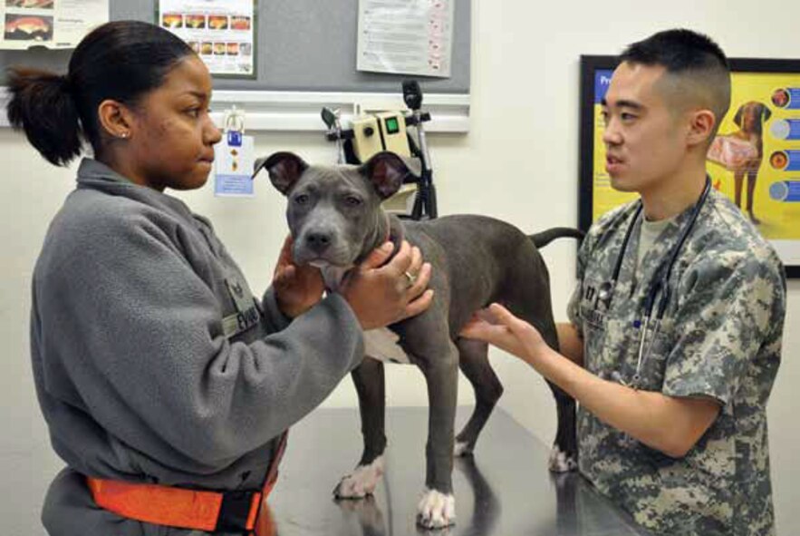 Air Force Staff Sgt. Keyia Evans holds her four-month-old American Pitt Bull Terrier, Diamond, while Army Captain Reid Katagihara, Joint Base Elmendorf-Richardson veterinarian, gives the animal an exam at the Veterinary Treatment Facility. Pets are an important member of the family and they have special safety needs during the holiday season. (U.S. Air Force photo/ Capt. Ashley Norris)
