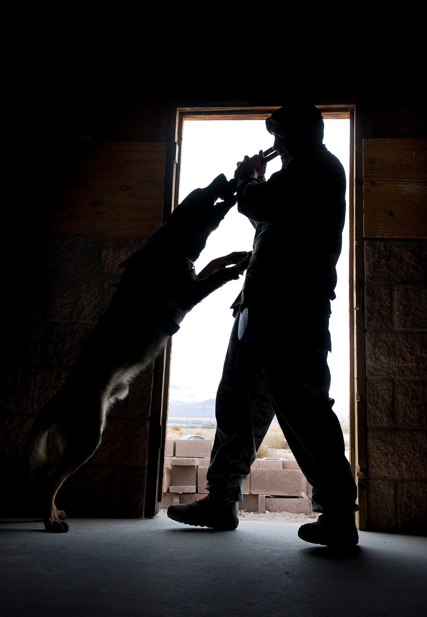 NELLIS AIR FORCE BASE, Nev. -- Senior Airman Felipe Alvarado, 99th Security Forces Squadron military working dog handler, rewards Pike, a military working dog, with a chew toy after he discovered explosive ordnance during a joint explosive detection training exercise Dec. 16. Military working dog handlers from the 99th Security Forces Squadron worked with 25 canine teams from the Las Vegas area. (U.S. Air Force photo by Senior Airman Brett Clashman)