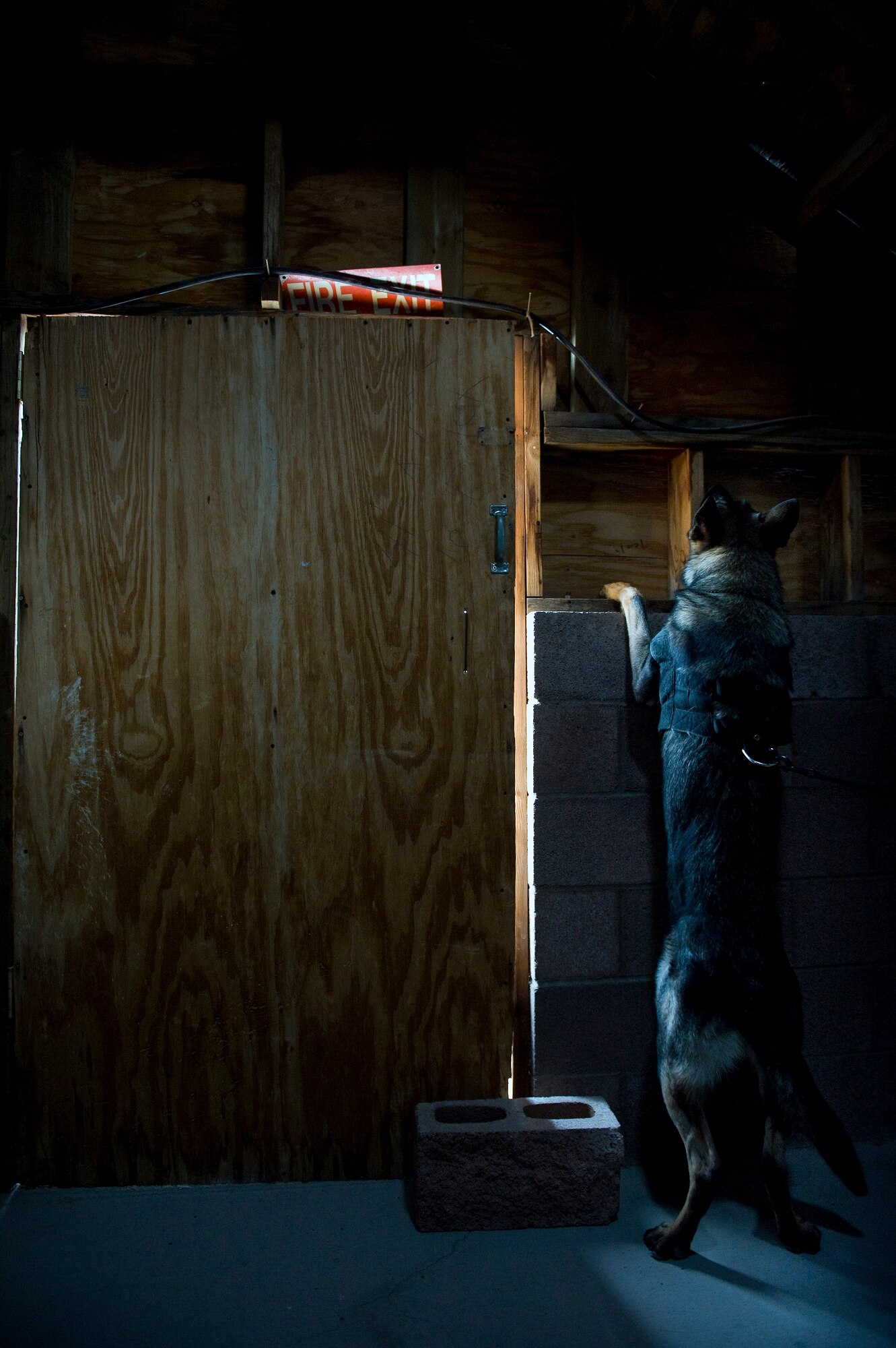 NELLIS AIR FORCE BASE, Nev. -- Pike, a military working dog, searches for explosives during a joint explosive detection training exercise Dec. 16. Military working dog handlers from the 99th Security Forces Squadron worked with 25 canine teams from the Las Vegas area. (U.S. Air Force photo by Senior Airman Brett Clashman)