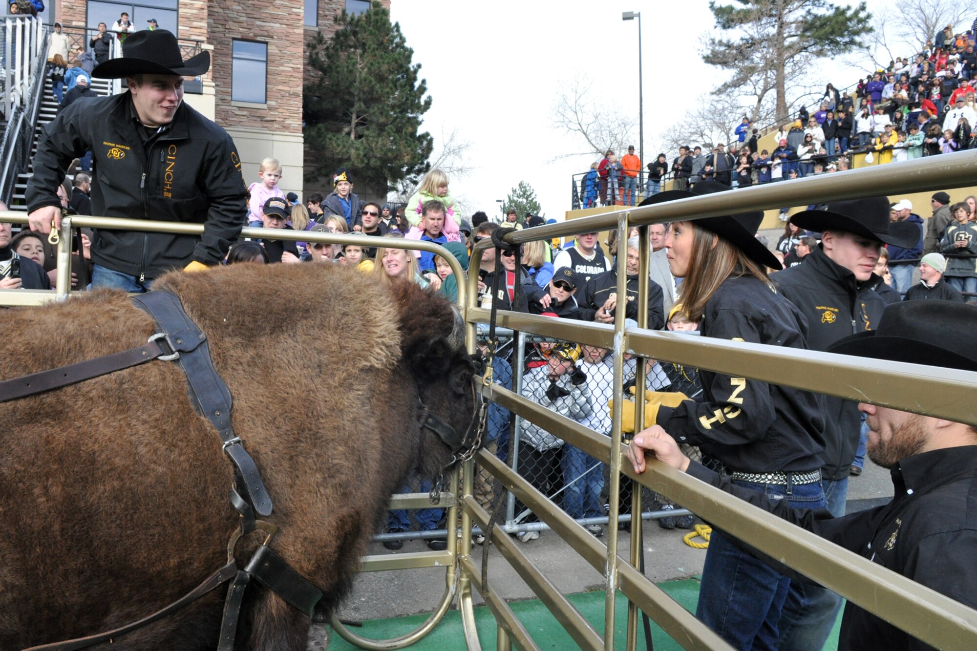University of Colorado Ralphie Handlers, Rob Seib and Danielle Morgan, exchange funny faces as they help prepare Ralphie to lead the University of Colorado football team out onto the field after half time ceremonies at Folsom Field in Boulder, Colo., Nov. 20, 2010. Seib and Morgan are two of 14 handlers who take care of Ralphie, a live buffalo that is one of the more unique mascots in all of intercollegiate athletics. She leads the football team out on the field both at the start of the game and second half. CU went up against Kansas State University and came out on top 44-36. (Courtesy photo/Jeff Walston)  